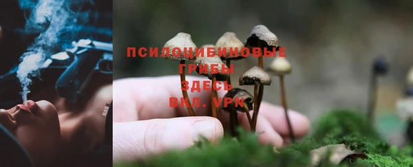 прущие грибы Нефтегорск